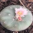 For all you foodies out there who are interested in edible native plants of the southwest, foods and preparation, this video is for you. Are All Cactus Fruit Edible Cactiguide Com