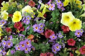 Image result for Jamesbrittenia integerrima