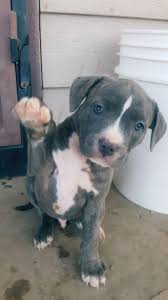 6 Week Black And White Pitbull Puppy 5 Weeks Old Male Puppy Blue Nose Puppies Animals Pitbulls