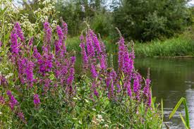 Image result for Lythraceae