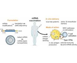 We did not find results for: Three Decades Of Messenger Rna Vaccine Development Sciencedirect