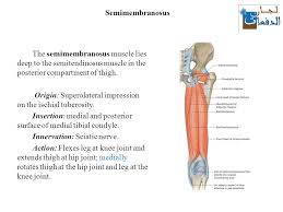 The Thigh Muscles Lecture Ppt Download