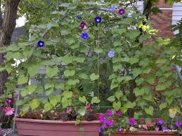 Maybe you would like to learn more about one of these? Pvc Trellis 5 Steps With Pictures Instructables