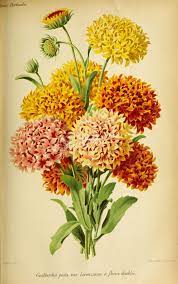 Flowers 27892 Gaillardia Picta Lorenziana Yellow Flowers Etsy In 2021 Yellow Flowers Yellow Flowers Bouquet Flowers