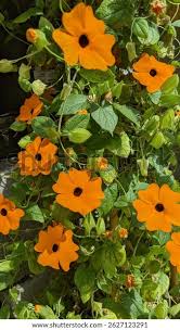Image result for Thunbergia alata