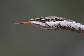 Image result for Mikania sagittifera