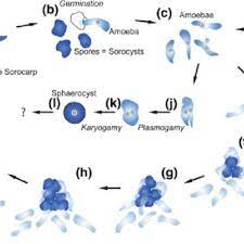 Life Cycle Of Copromyxa Protea Modified From Brown Et Al 2011 A Download Scientific Diagram