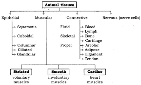 Organizational Chart Of Tissue Types Www Bedowntowndaytona Com