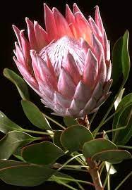 Wc South Africa South African Flowers Protea Flower Australian Flowers
