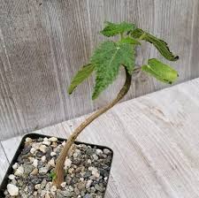 Image result for Obetia