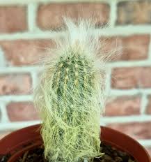 Image result for Cephalocereus