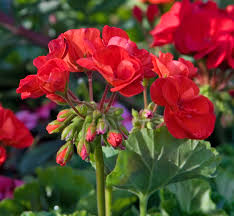 We did not find results for: Geranium Better Homes Gardens