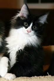 Black And White Kittens For Sale Essex Pin On Tuxedo Cats