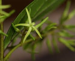 Image result for Oncinotis