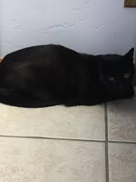 Contact our veterinarian in tucson today! Plaza Pet Clinic Home Facebook