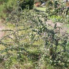 Image result for Gymnosporia buxifolia