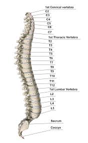 Find information about back bone listen to back bone on allmusic. Spine With Vertebrae Labeled Pressure Point Therapy Vertebrae Thoracic Vertebrae
