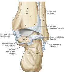 Grade 3 ankle sprain is the most severe one. Ankle Joint An Overview Sciencedirect Topics