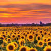 Sunflower wallpaper is beautiful and charming which makes it a pleasant sight. Https Encrypted Tbn0 Gstatic Com Images Q Tbn And9gcr6aow7jxdkqk8mwh1z1rixef6gxf2 61axuqgj0pesax5jybj4 Usqp Cau