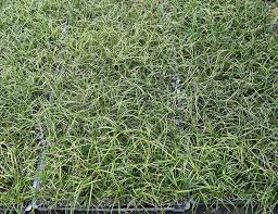 Ophiopogon Japonicus Green Mondo Grass Awa Nursery