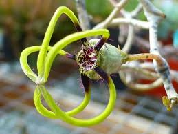 Image result for Ceropegia meyeri