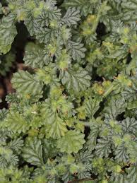 Image result for Coldenia procumbens