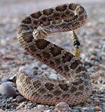 Prairie Rattlesnake Snake Poisonous Snakes Reptiles