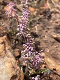Image result for Ledebouria macowanii