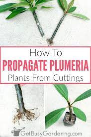 The simple steps shown here are the best way. How To Propagate Plumeria From Cuttings Get Busy Gardening