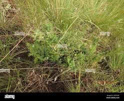 Image result for Cheilanthes quadripinnata