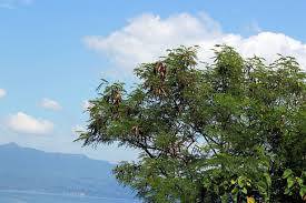 Image result for Leucaena leucocephala