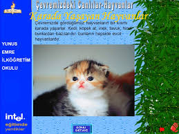 Cevremizdeki Canlilar Hayvanlar Ppt Indir