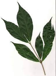 Image result for Heinsenia