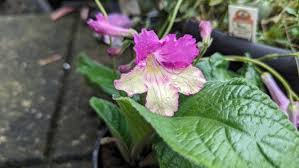 Image result for Streptocarpus leptopus