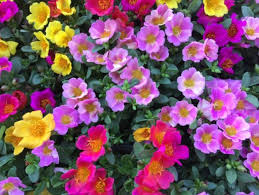 We did not find results for: Beautiful Pink Red Flower Portulaca Oleraceae Drought Tolerant Plants Ss Homesteading Simple Self Sufficient Off The Grid Homesteading Com