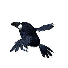 Maya Crow 3d Model Crow Crow Bird