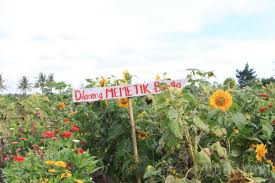 Bayangkan saja, dari sekian banyaknya kebun bunga matahari, jogja memiliki beberapa kebun yang kesemuanya sangat cantik dan populer. Kebun Bunga Matahari Bantul Yogya Gudegnet