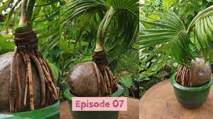 1.9 out of 5 stars. How To Grow A Coconut Bonsai Tree Episode 7 Youtube