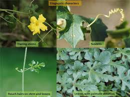 Image result for Cucurbitaceae