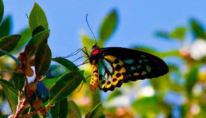Love This Photo Butterfly Species Rare Butterflies Birdwing Butterfly