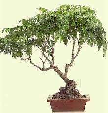 We stock a fantastic range of bonsai trees for the serious and aspiring bonsai enthusiast. Bonsai Tree Price In Kerala Bonsai Tree