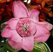Maybe you would like to learn more about one of these? Wedding Flowers Wholesale Flowers Bulk Flowers Flowers Near Me