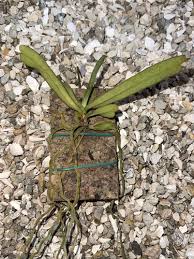 Image result for Diaphananthe