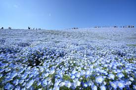 A wide variety of baby blue colored flowers options are available to you, such as glass, plastic and 100% polyester.you can also choose from food, home decoration and home baby blue colored. A Sea Of 4 5 Million Baby Blue Eye Flowers In Japan S Hitachi Seaside Park Colossal