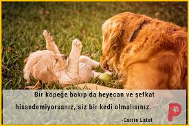 Bir Kopege Bakinca Ne Hissediyorsunuz Kopek Kopeksever Kopek Kedi Kopek Carrie
