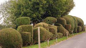 Cloud Pruned Hedges Topiary Fun Hedges Landscaping Cloud Pruning Hedges