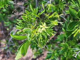 Image result for Pavetta gardeniifolia