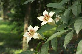 Image result for Rothmannia manganjae