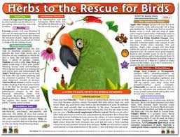 Herbs To The Rescue For Birds Using Herbal Medicine For Birds Couldn T Be Easier Beautifully Illustrated Double Sided And Packed Pet Remedies Parrot Bird