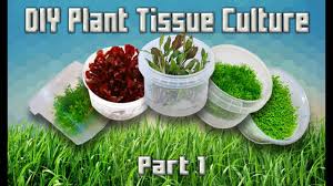 We did not find results for: Tutorial Diy Aquarium Plant Tissue Cultures Part 1 Youtube